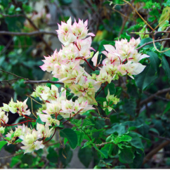 Flowers of a garden